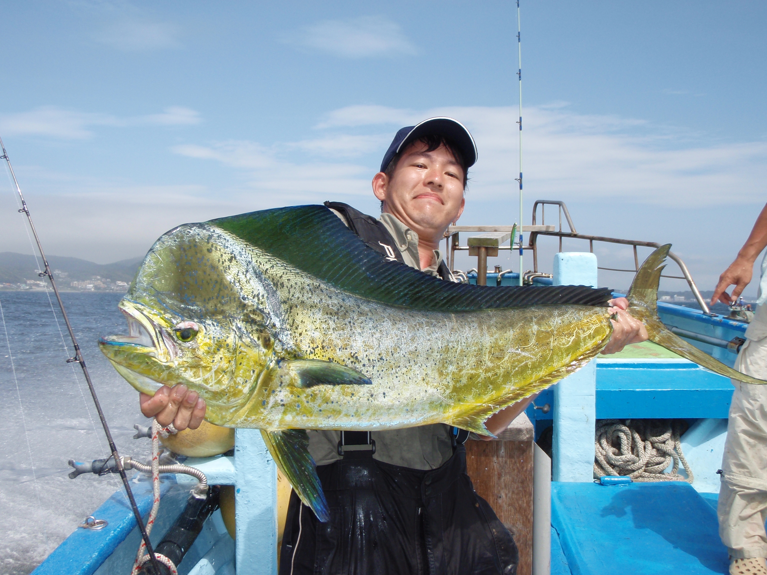 相模湾の大型キハダは 魅力ある魚ですが カツオ
